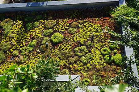 Toit terrasse végétalisé